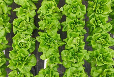 Nutrifresh India | India's Largest Hydroponic Farms