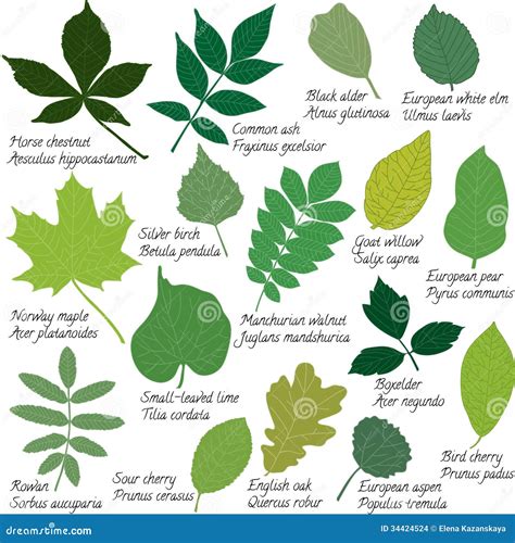 Plant Leaf Types at James Velarde blog