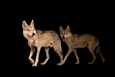 Indian Wolves (Canis lupus pallipes) - Joel Sartore