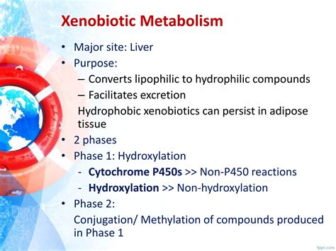 Phases Of Xenobiotics