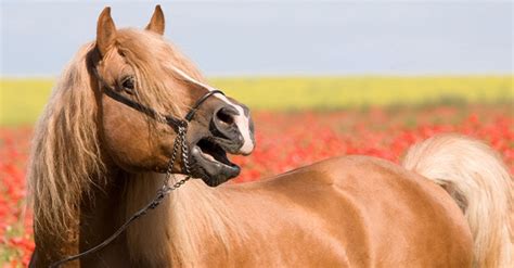 Image result for Communication Cheval