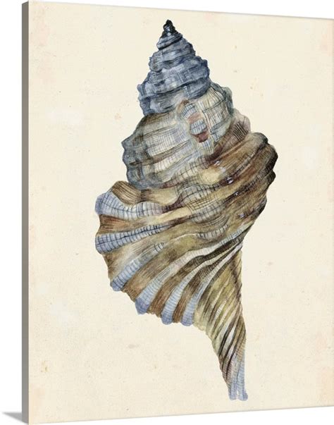 Watercolor Tutorial Seashell 的图像结果