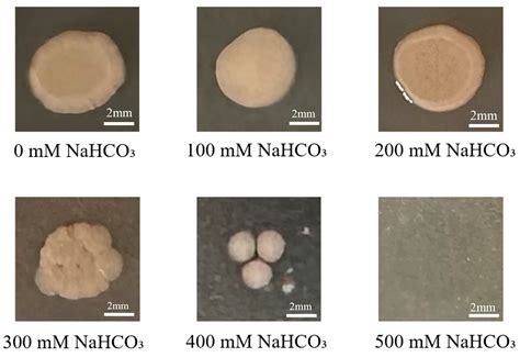 Maize Endophytic Plant Growth-Promoting Bacteria Peribacillus simplex ...