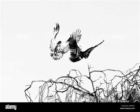 Air fighting hi-res stock photography and images - Alamy