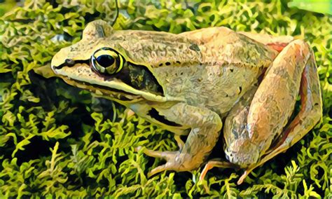 Did You Know? Wood frogs have teeth — The Adirondack/Western Vermont ...