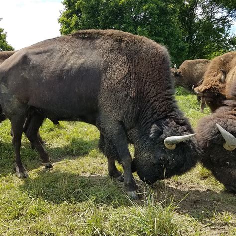 BOSS BISON RANCH (2025) All You Need to Know BEFORE You Go (with Photos ...