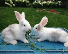Image result for Brown and White Bunnies Hugging