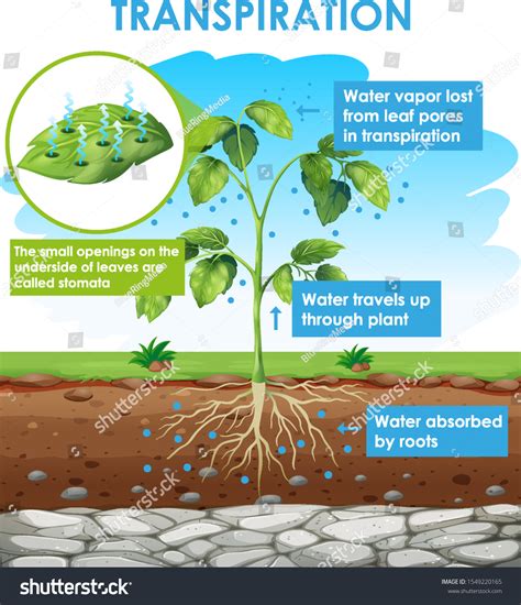 Mechanism Of Transpiration