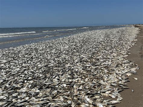 Fish kill: Tens of thousands of dead fish found on Quintana Beach