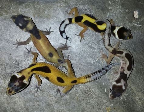 Reptilien Kleinanzeigen | Reptilien Annoncen | Reptilien Inserate ...