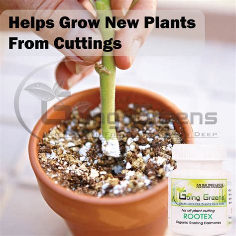 Rootex, Rooting Hormone Powder – Going Greens
