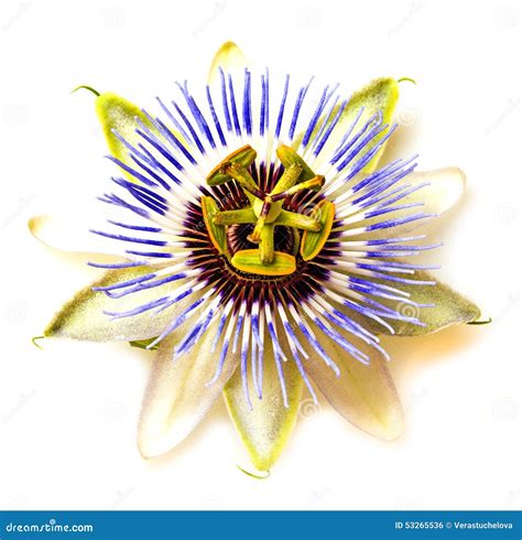 Passion Flower - Passiflora Stock Photo - Image of macro, fruit: 53265536