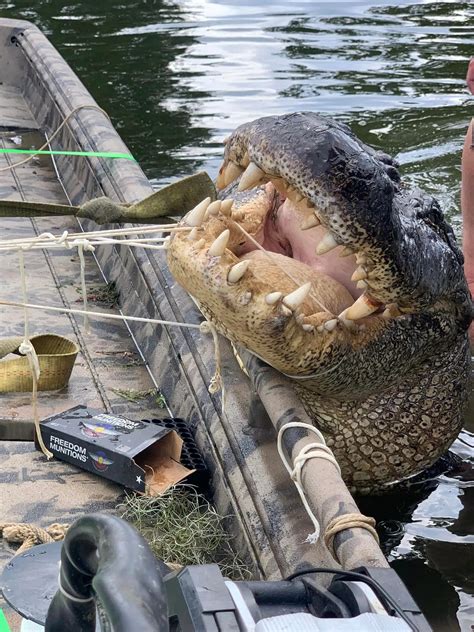 Biggest Alligator Ever Caught 2022