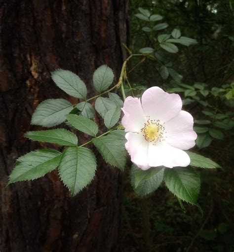 Briar Rose Flower