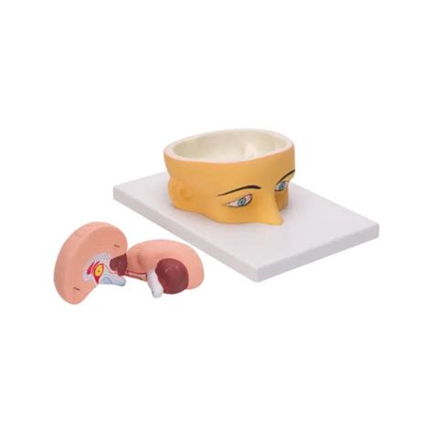 Buy Human Head with Brain Model – 3D Anatomical Dissection Tool for Me