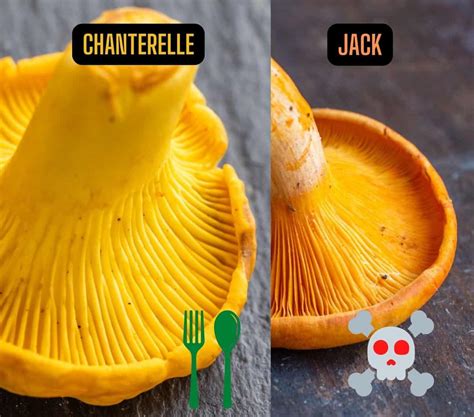 Jack O'lantern Vs Chanterelle at Claire Grissom blog