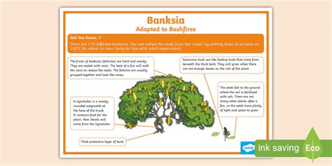 Banksia Bushfire Adaptations Poster