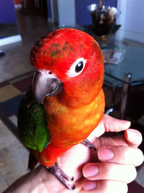 Image result for Red Factor Conure