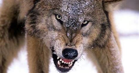 Image result for Lone Wolves