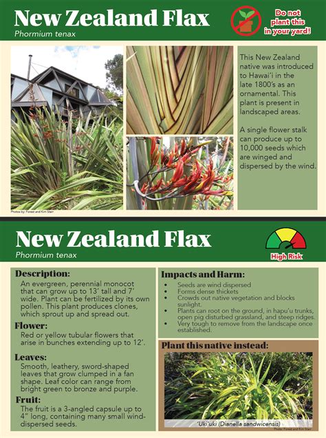 Phormium tenax | Plant Pono