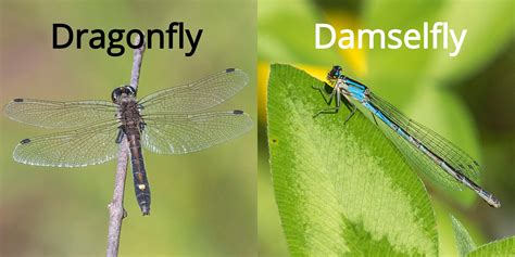 Fun Facts: Dragonflies vs. Damselflies — Edmonton & Area Land Trust