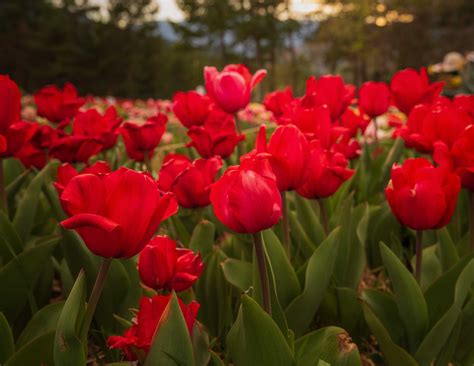 El edén de tulipanes del Berguedà