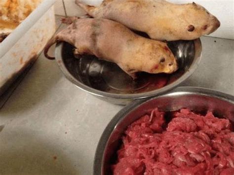 为什么说广东人爱吃老鼠肉？老鼠肉真的能吃吗？|老鼠肉|广东|竹鼠_新浪新闻
