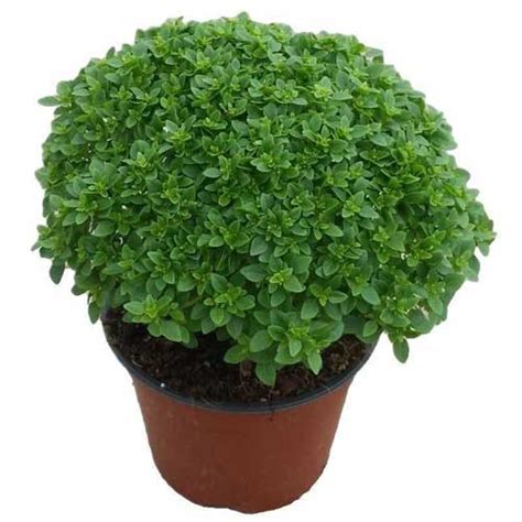 Buy Basil Greek Ball Seeds - Aromatic, Compact, Year-Round Growth, 40 ...