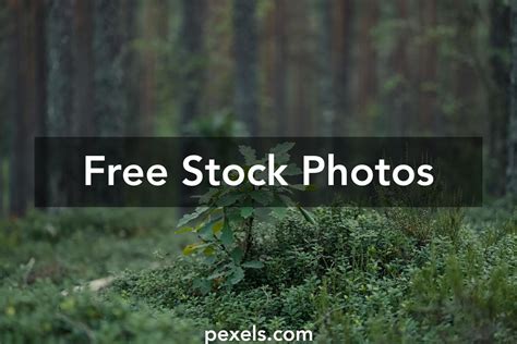 Image result for Small Oak Tree Sapling