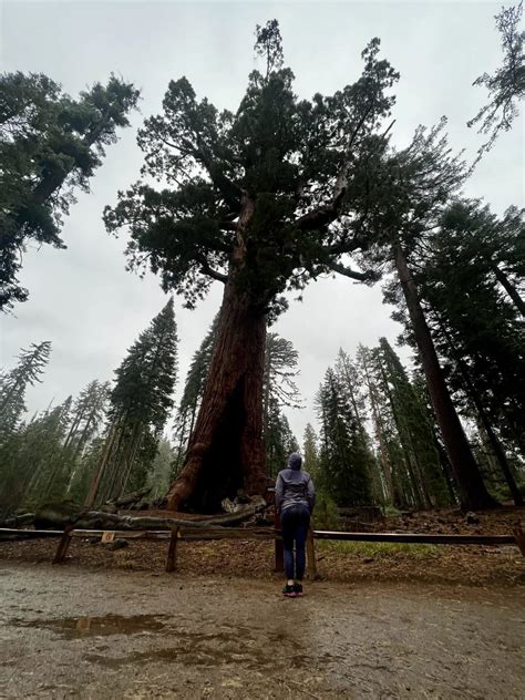How to Visit Mariposa Grove in Yosemite National Park, Home of the ...