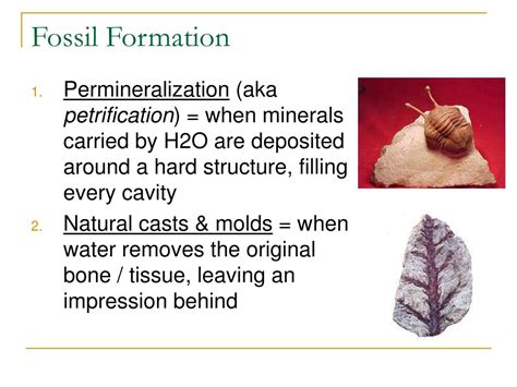 Image result for Fossil Formation