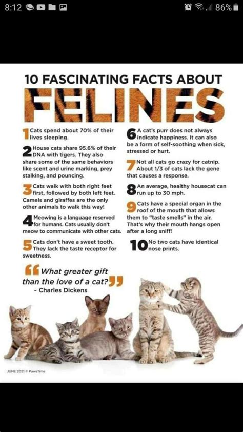 12 interesting facts about male cats you should know – Artofit