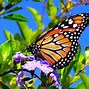 Image result for Spring Butterfly Screensavers