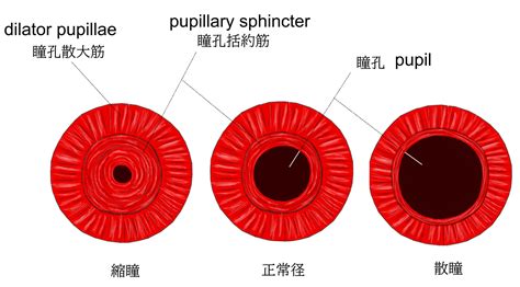 Image result for DataTable Template Example