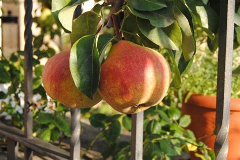 Izkiko ohiko fruta arbolak berreskuratzeko egitasmoa martxan ...
