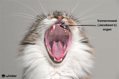 Flehmen Response in Cats - Why Cats Do This & How to Recognize It
