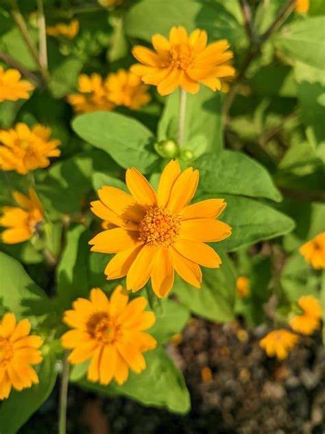 Image result for HTML Class Bunga