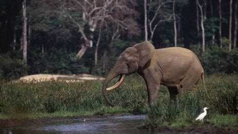African forest elephants face extinction | Extinction .in
