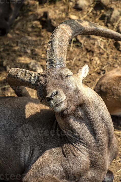 Alpine Goat With Horns