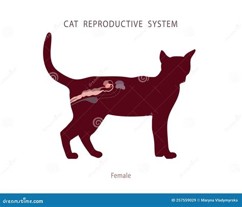 Female Cat Reproductive System
