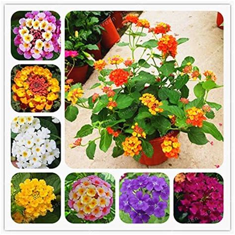 Creative Farmer Flower Seeds Home Lantana X Aculeata F. Crocea Mixed ...