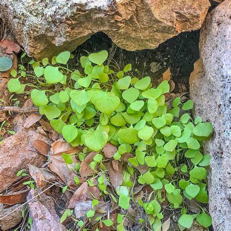 Miners Lettuce; An Historic American Salad Green - Forager | Chef