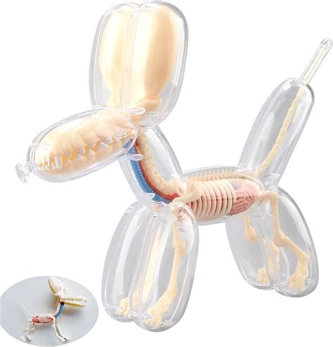 KINOFU Educational Model, Anatomical Model 4D Dog Anatomy India | Ubuy