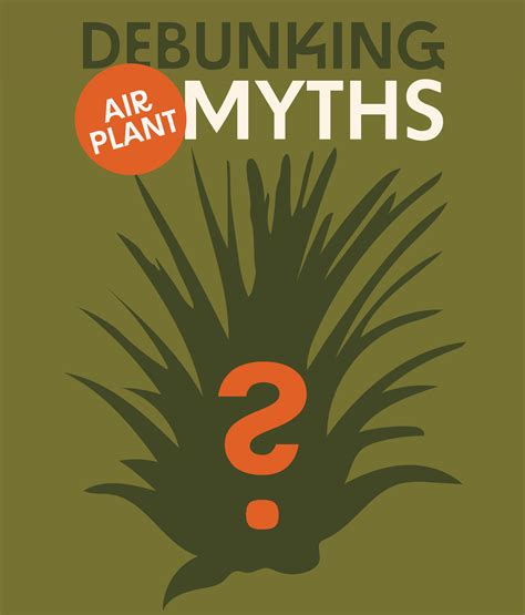 Air Plant Shop: Debunking air plant myths! (again) 💥 | Milled