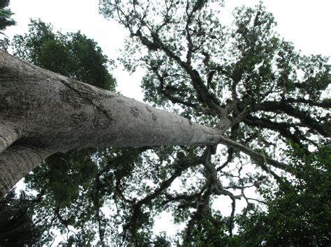 Ceiba pentandra (L.) Gaertn. | Plants of the World Online | Kew Science