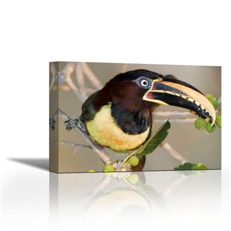 Karmakara Brazil, Pantanal wetlands Chestnut-eared aracari Print On ...