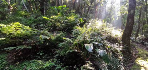 中国科学院西双版纳热带植物园门票,中国科学院西双版纳热带植物园门票预订,中国科学院西双版纳热带植物园门票价格,去哪儿网门票