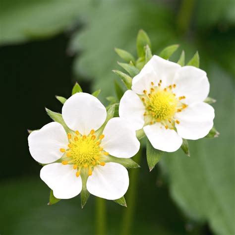 Why Are My Strawberry Plants Wilting? Find Out Now