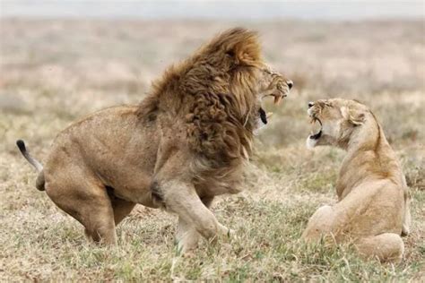 狮子哄叫含有什么意思？带你进入狮群中探索，寻找狮子内在的秘密|狮子|狮群|母狮_新浪新闻