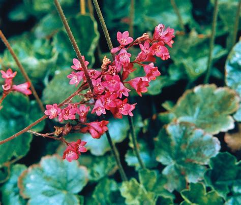 Heuchera Coral Bells Varieties